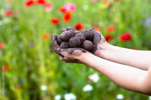 woman is holding fresh produced seed balls or seed bombs photo