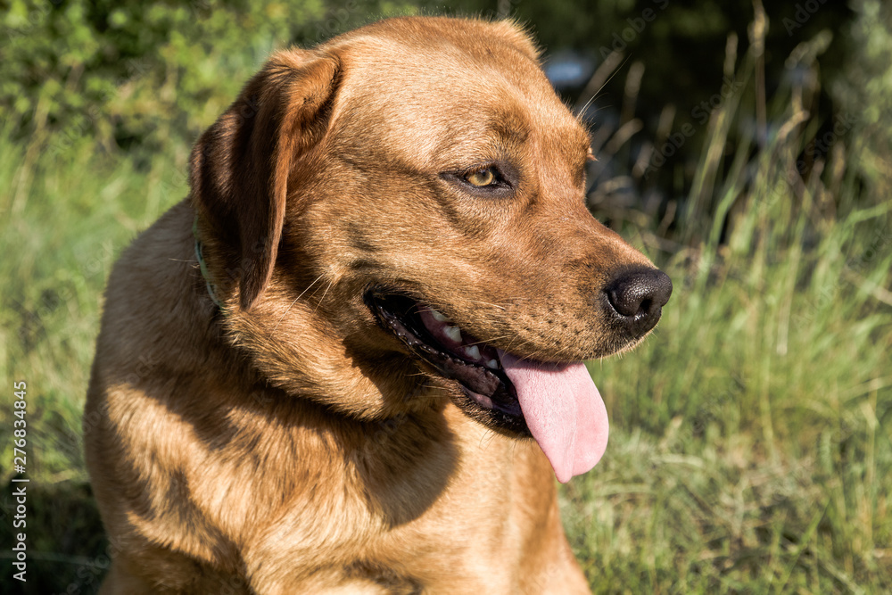 Eine Labrador Retriever Hündin in der Farbe Fuchs, Hunde