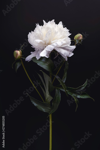 Summer flower Peony Vertical Print. Beautiful white peony on black background. Mobile wallpaper. Social media mobile story or stories size. Flower Wall Art. Decoration element