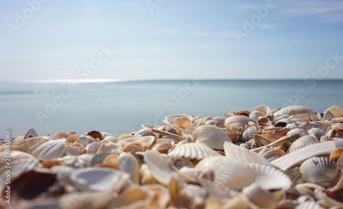 Sea shells lie on the seashore. Clear day.