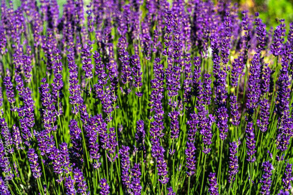 Fototapeta premium Purple salvia blossoms