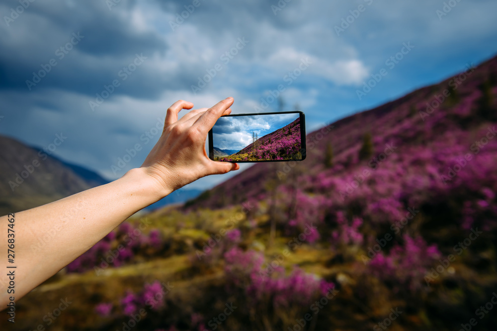 Close-up of smartphone in hand. Unknown woman using a gadget takes photos of a mountain slope covered with pink flowers. Focus on hand and phone. Digital technology and travel.