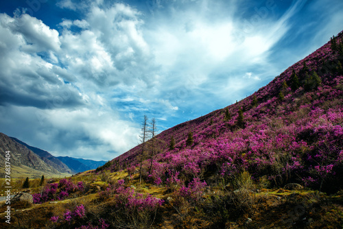 Fabulous spring floral landscape, beautiful view with blooming pink rhododendrons on the hillside and fantastic sky. Flowering of maralnik or rosemary in the mountains. Wonderful world of nature. photo