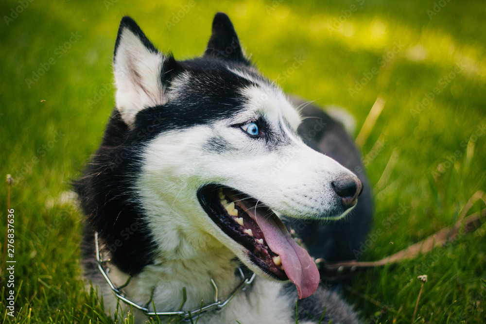 Siberian Husky dog with blue eyes lies on the green grass and looks away. Bright green trees and grass are in the background. Dog on the lawn. close-up