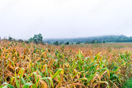 corn field in farm photo