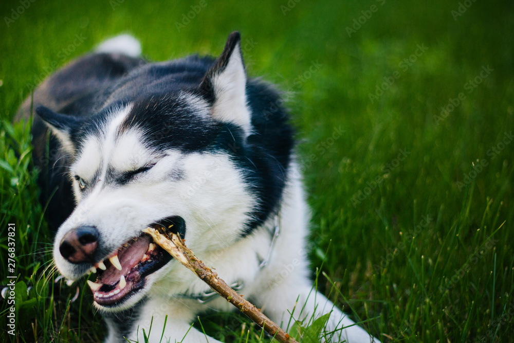 Siberian husky dog with blue eyes lies on the green grass and gnaws a stick. Bright green trees and grass are in the background. The dog is on the lawn. 