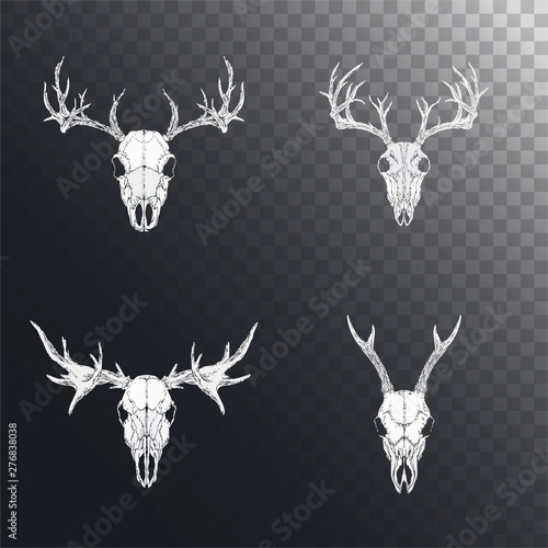 Vector set of hand drawn skulls of horned animals: roe deer, stag and moose on dark background.