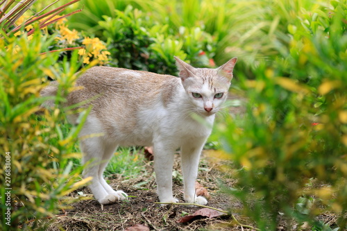 One white cat is walking with pleasure in the flower garden.