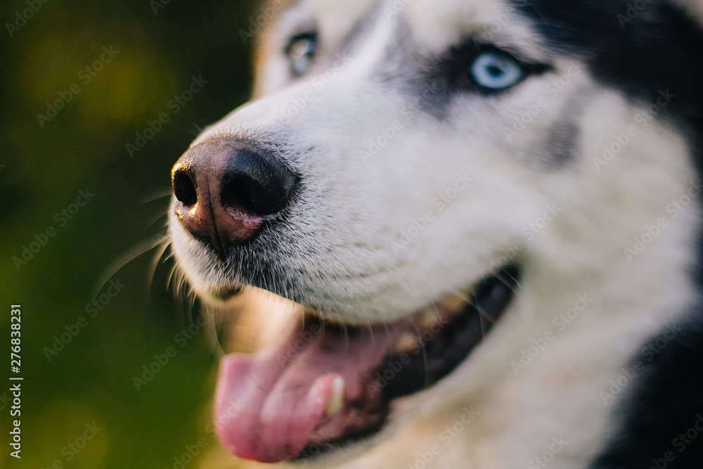 Siberian Husky dog with blue eyes. Bright green trees and grass are in the background. Portrait of a dog. Nose close up