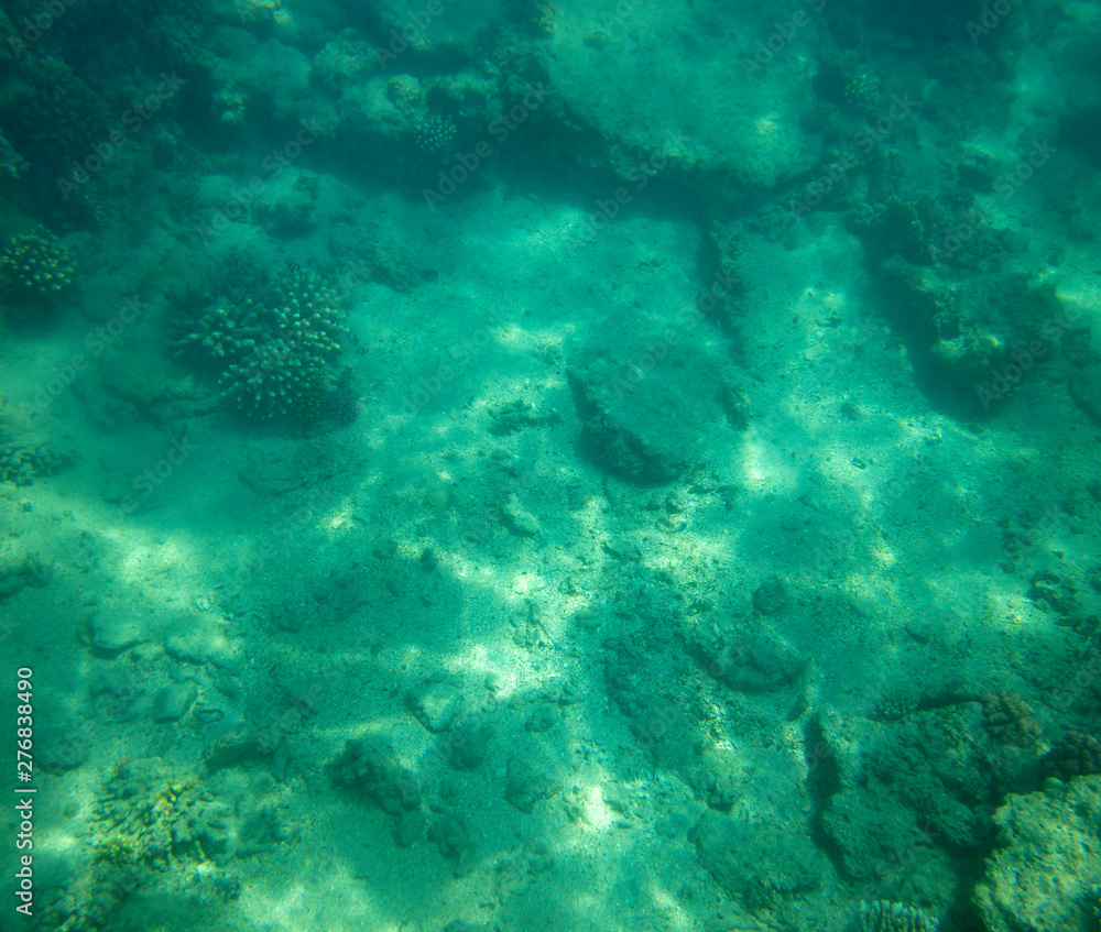 Fototapeta premium sea fish near coral, underwater