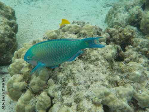 Parrotfish with Long Tail © Scott