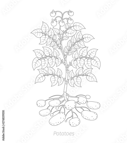 Potatoes plant. Spud plants. Harvest potato. Outline contour vector illustration.