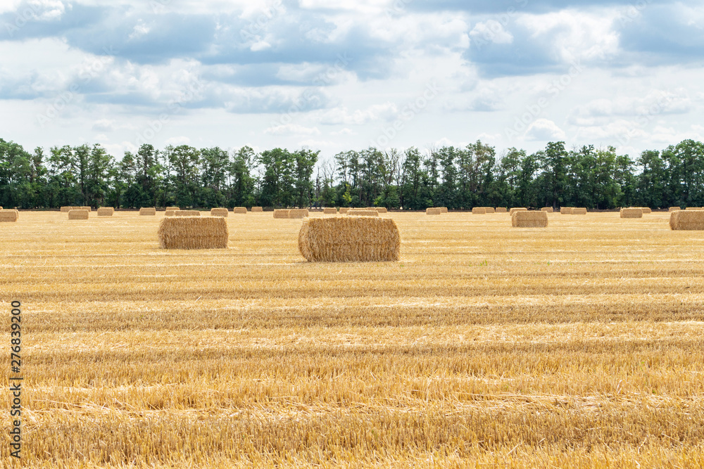 harvested grain cereal wheat barley rye grain field, with haystacks straw bales stakes cubic rectangular shape on the cloudy blue sky background, agriculture farming rural economy agronomy concept