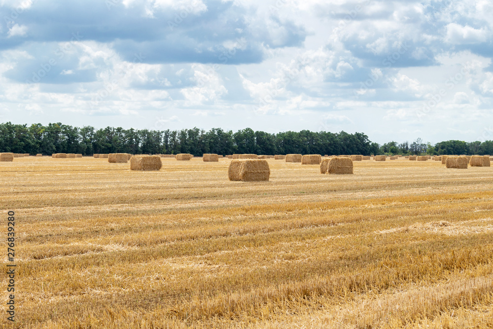 harvested grain cereal wheat barley rye grain field, with haystacks straw bales stakes cubic rectangular shape on the cloudy blue sky background, agriculture farming rural economy agronomy concept