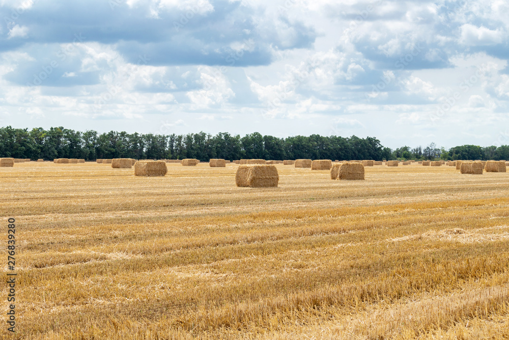harvested grain cereal wheat barley rye grain field, with haystacks straw bales stakes cubic rectangular shape on the cloudy blue sky background, agriculture farming rural economy agronomy concept harvested grain cereal wheat barley rye grain field, with haystacks straw bales stakes cubic rectangular shape on the cloudy blue sky background, agriculture farming rural economy agronomy concept