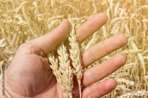 Hand with ears of grain wheat spikelet close up growing, agriculture farming rural economy agronomy concept