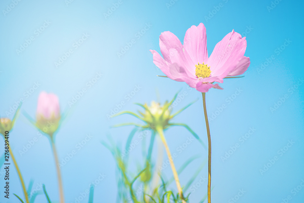 Fototapeta premium colorful cosmos flower on blue sky. Sulfur Cosmos in garden