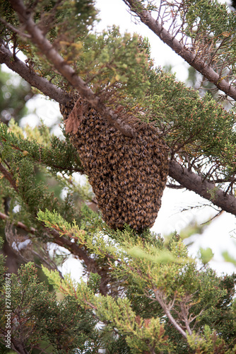 Giant beehive on a tree