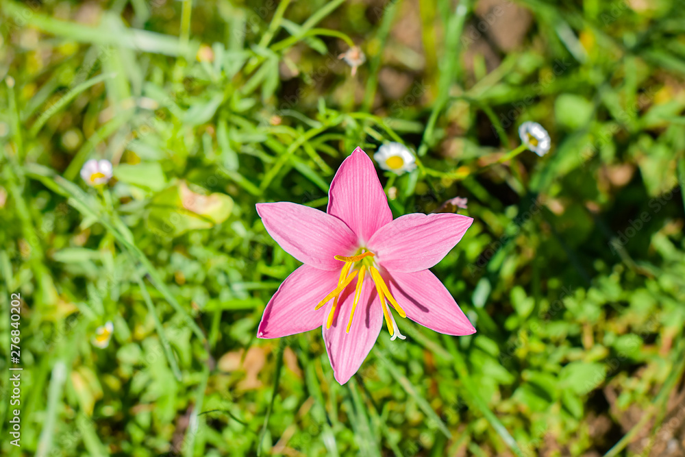 Pink Rain Lily or Zephyranthes grandiflora flower with soft sunlight on green background. Pink Rain Lily or Zephyranthes grandiflora flower with soft sunlight on green background.