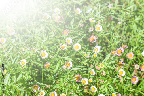 White dasies flower with soft sunlight in dasie field, Close-up of White Dasie flowers in the garden ,flower background for design.flower background concept for design,Selective and soft focus. photo