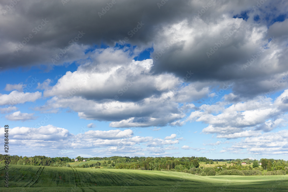 Fototapeta premium Green wheat field and blue sky.