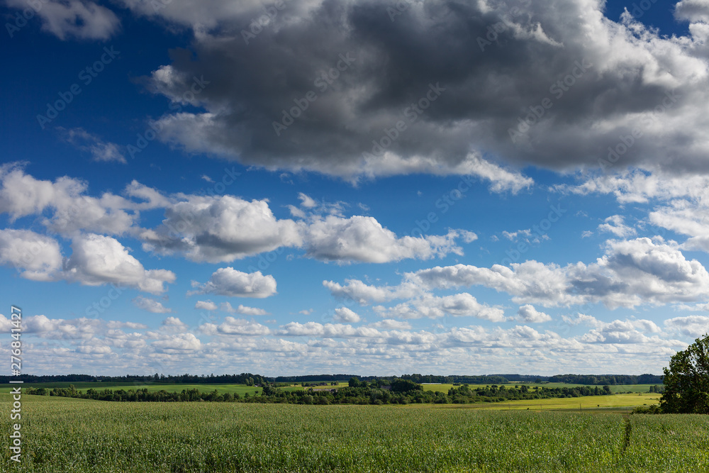 Obraz premium Green wheat field and blue sky.