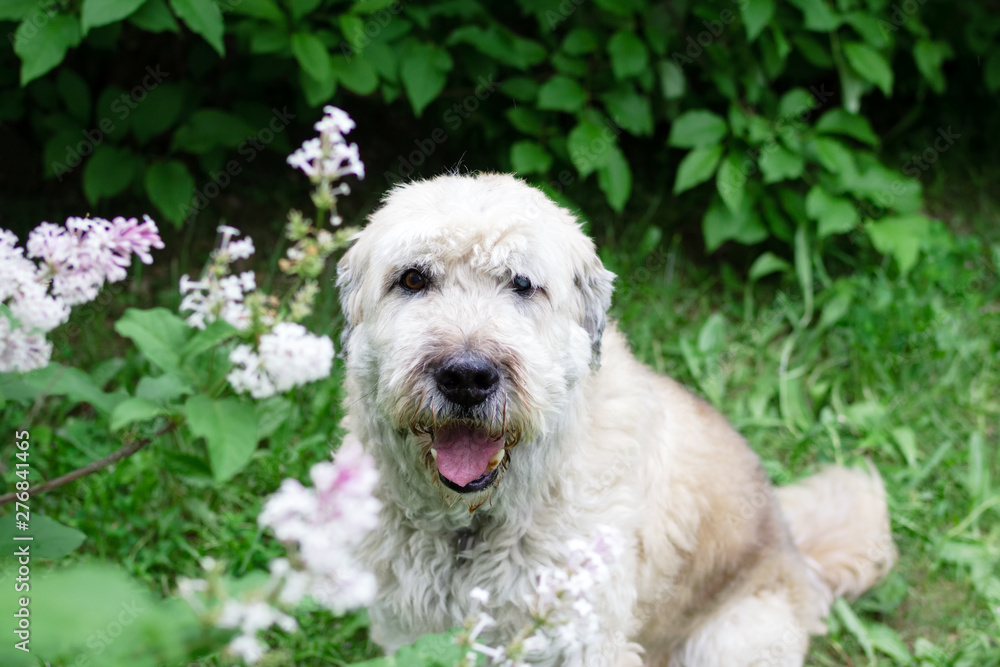 Portrait of South Russian Shepherd Dog for a walk in a summer park on a background of lilac bushes.