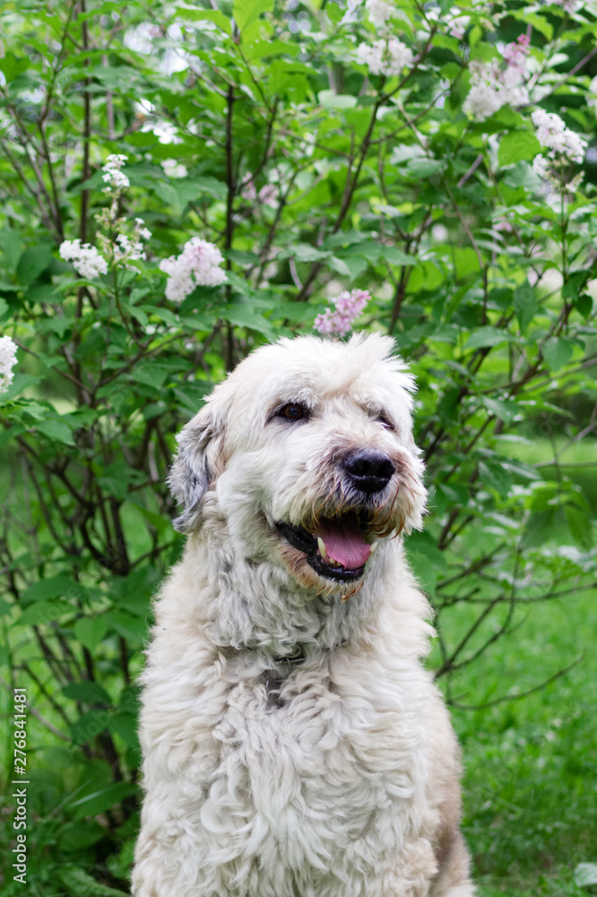 Cute smiling South Russian Shepherd Dog for a walk in a summer park on a background of lilac bushes.
