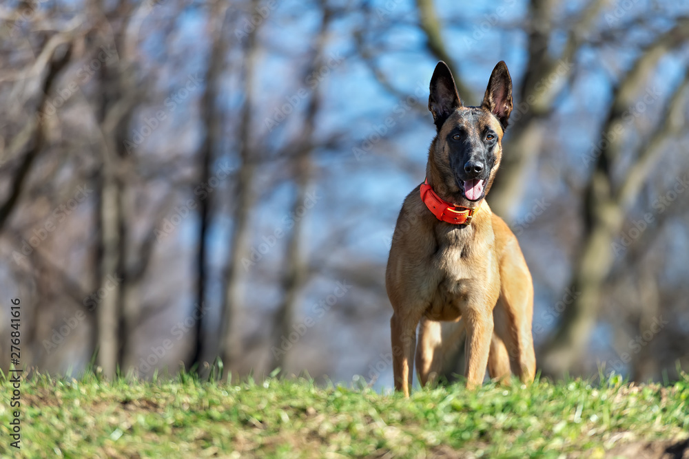 Portrait of a Belgian Shepherd Malinoison the autumn forest background Portrait of a Belgian Shepherd Malinoison the autumn forest background