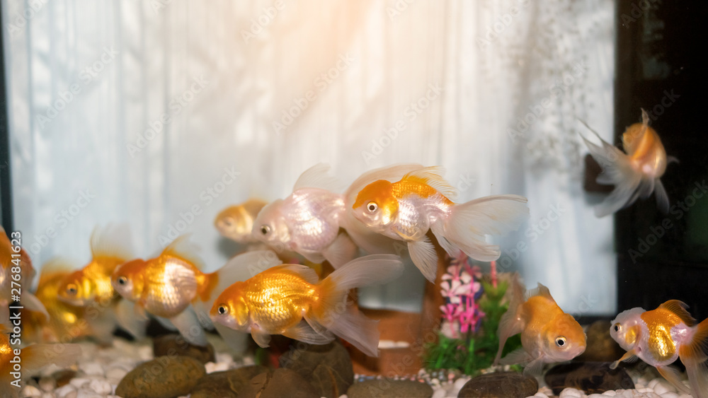 Many goldfish in the cabinet are aquatic animals raised in the house. Many goldfish in the cabinet are aquatic animals raised in the house.