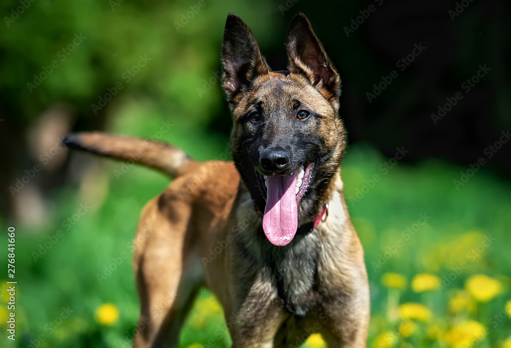 Belgian Shepherd puppy Malinois on a background of dandelions Belgian Shepherd puppy Malinois on a background of dandelions