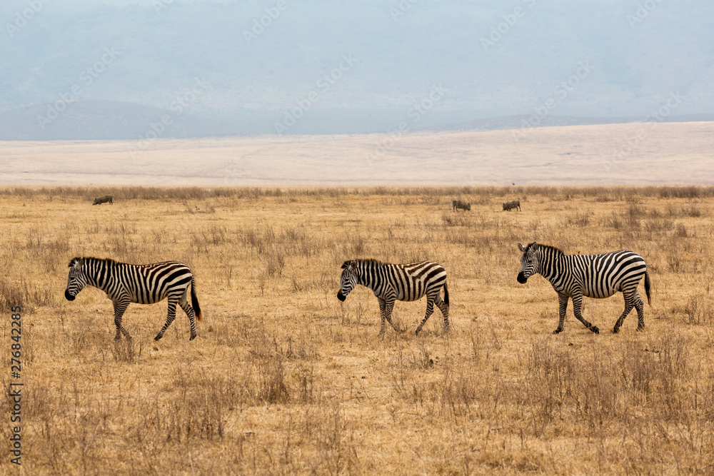 Naklejka premium Zebra (Equus quagga)