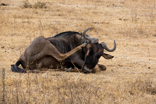 Gnus photo