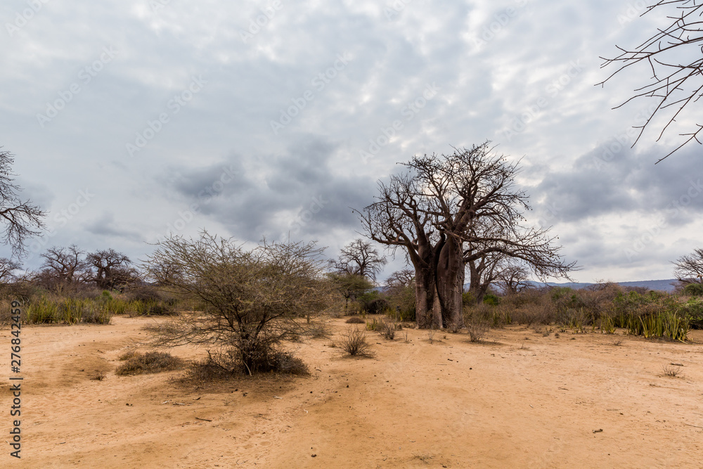 Baobabbaum (Adansonia digitata) - Afrikanischer Affenbrotbaum - Tansania Baobabbaum (Adansonia digitata) - Afrikanischer Affenbrotbaum - Tansania