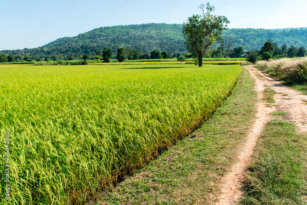 Rice field green Rice field green