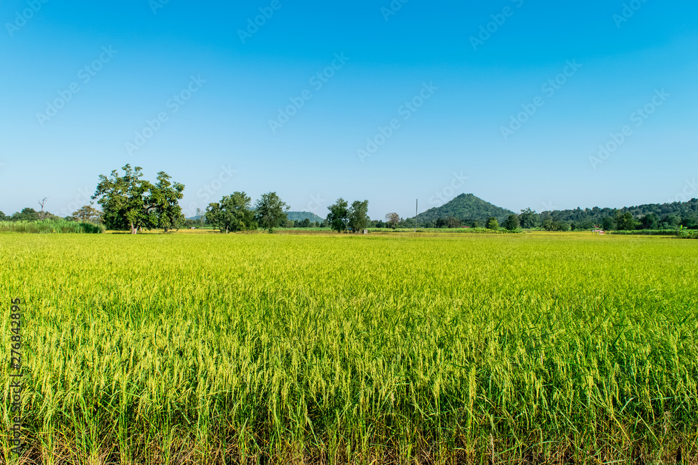 Rice field green