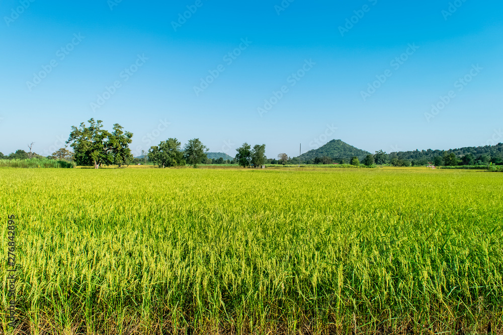 Rice field green Rice field green