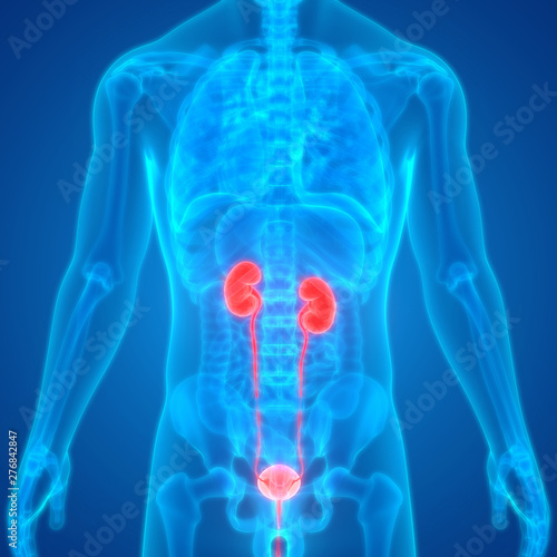 Human Urinary System Anatomy photo