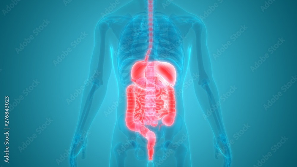 Human Digestive System Anatomy Posterior view Stock Illustration