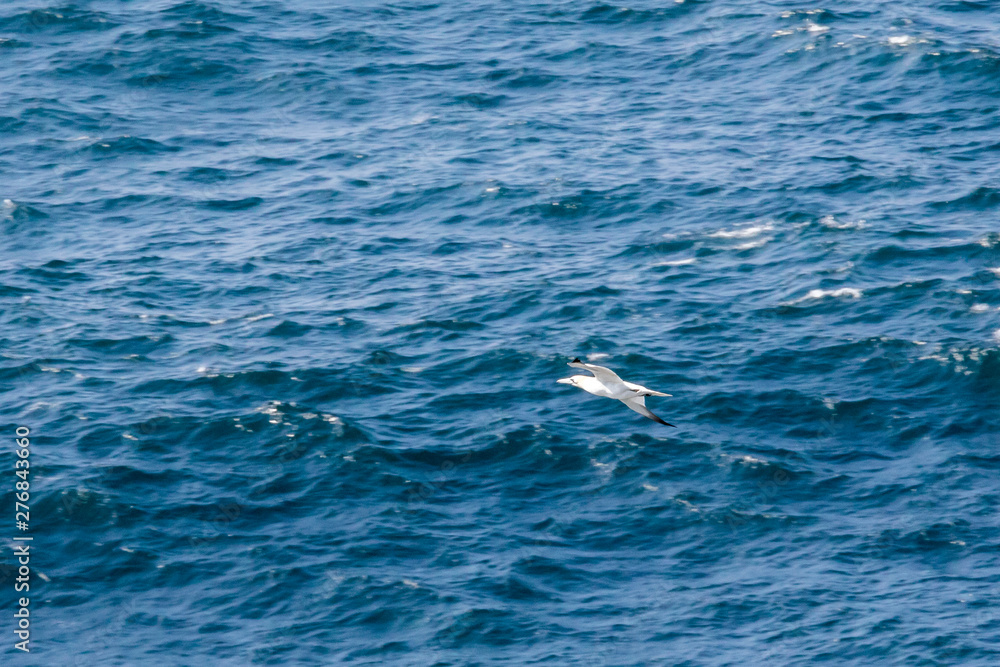 Fototapeta premium Der Westen von Irland
