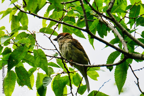 sparrow on a branch