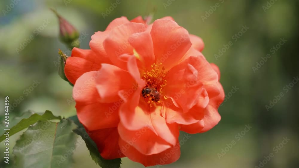 Close up of honey bee pollinating a flower Close up of honey bee pollinating a flower