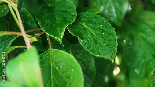 Green plant in the spring rain 