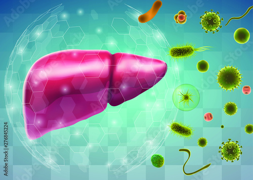 human liver. 3d vector. health and medicine. organ seal