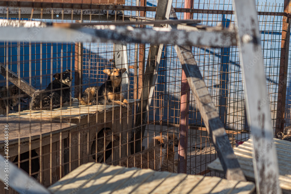 Many stray dogs are caged in a shelter.