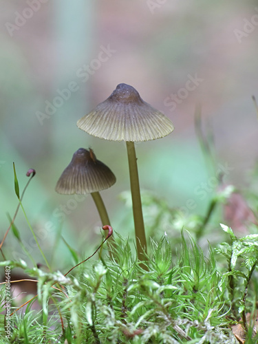 Olive edge bonnet, Mycena viridimarginata, wild mushroom from Finland
