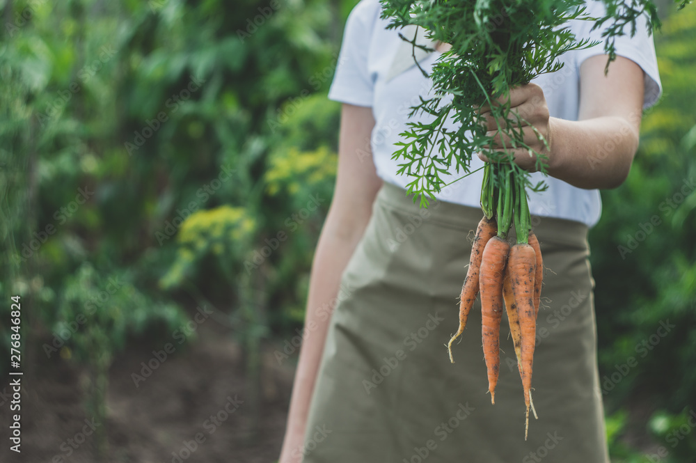 Woman hands and fresh carrot with tops. Organic carrot growing. Beautiful rustic background.