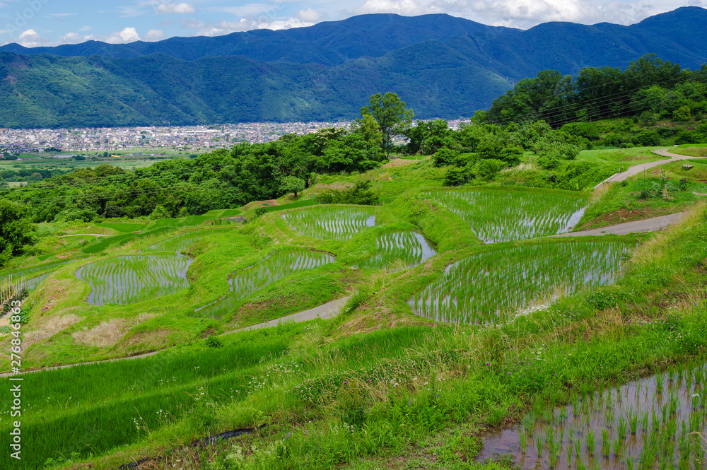 田植えが終わった姨捨の棚田