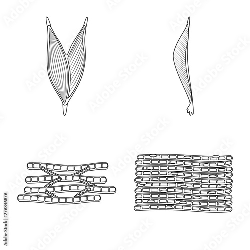 Isolated object of fiber and muscular sign. Collection of fiber and body vector icon for stock.