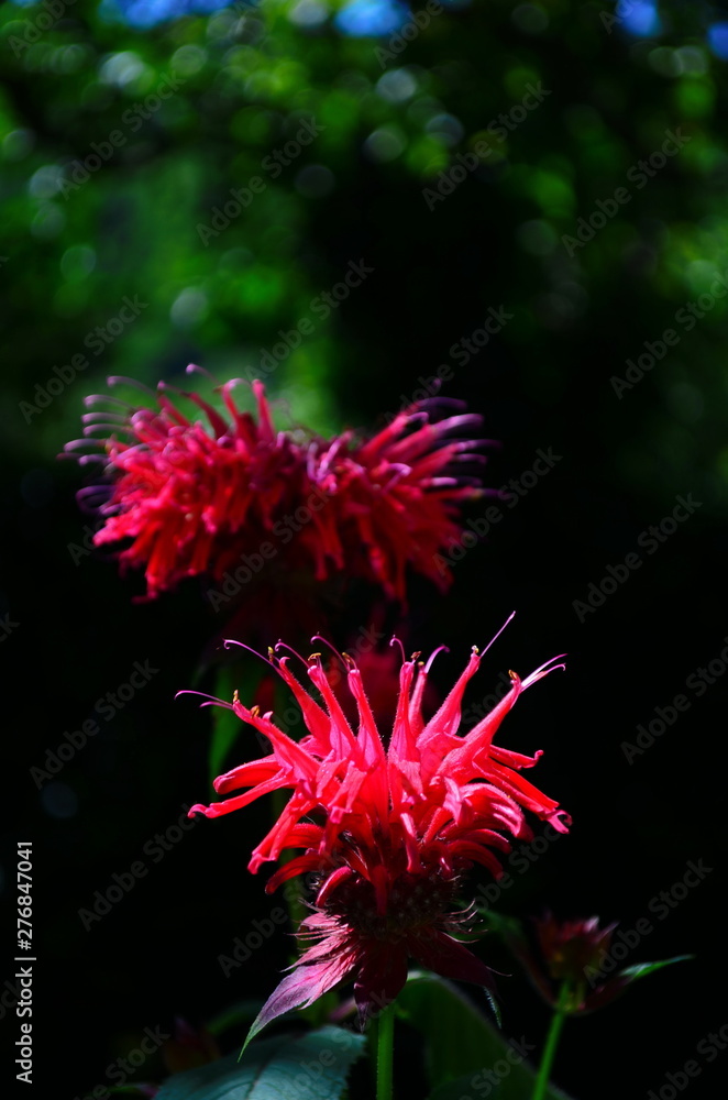 Bright red flower of the monarda in the garden